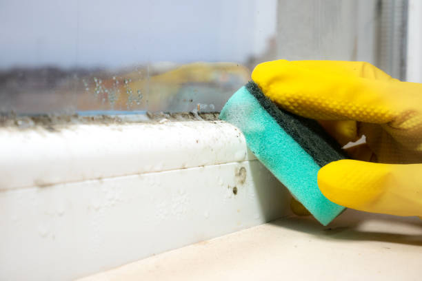 Best Commercial Mold Remediation in Oxford, GA