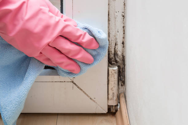Best Emergency Mold Remediation in Oxford, GA